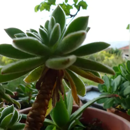 Tonka Apartmán Trogir